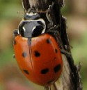 Convergent Lady Bird