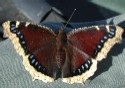 Mourning Cloak