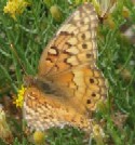 Variegated Fritillary