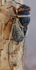 Apache Cicada