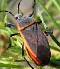 adult Largus bug
