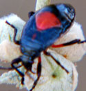 nymph Largus bug