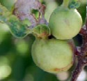 Hackberry Gall Psylliid