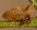 Creosote Bush Tree Hopper