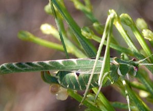 Elegant Katydid © by Mike Plagens