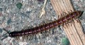 Greenhouse Millipede