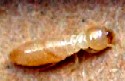 Desert Subterranean Termite