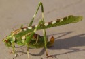 southern fire ant © by Dale Ward