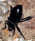 Pinacate Beetle