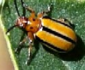 Three-lined Potato Beetle