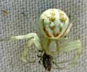 Crab Spider