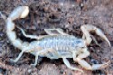 Stripe-tailed Scorpion