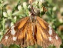 Snout Butterfly