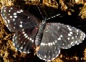 Bordered Patch butterfly