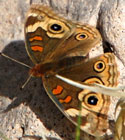 Common Buckeye