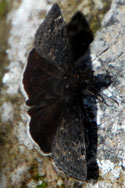 Funereal Duskywing