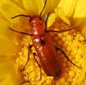 Orange Blister Beetle