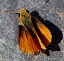 Orange Skipperling