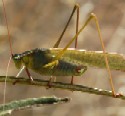 Mexican Bush Katydid