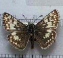 White Checkered Skipper