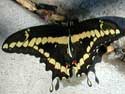 Giant Swallowtail