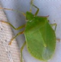 spined stink bug feeds on the spring buds and fruit