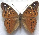 Leilia Hackberry Butterfly