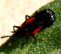 Canyon Ragweed Leaf Miner