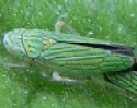 a blue-green leafhopper associated with canyon ragweed