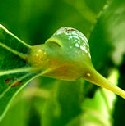 Cottonwood Petiole Gall Aphid
