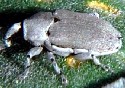 Datura Weevil