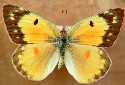 Orange Sulphur