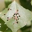 Heliozelid Leaf Miner