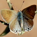 Scrub Mallow Hairstreak