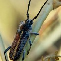 Dead branches may be tunneled by grubs of a Longhorn Beetle