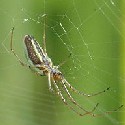 Long-jawed Spider