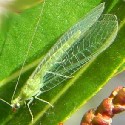 Green Lacewing