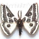 Condalia Silk Moth