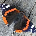 Red Admiral