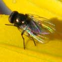 Leaf Miner Fly