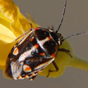 Painted Stink Bug