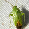 Creosote Bush Plant Bug