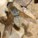 another similar species of beefly © by Mike Plagens