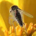 Bee Fly