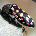 Flower Buprestid