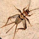Indian Crickets, Gryllodes sigillatus, are light tan in color with darker markings