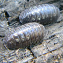 Pill Woodlouse