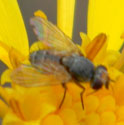 a flower-loving tachinidae © by Mike Plagens