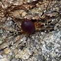 desert harvestman © by Mike Plagens