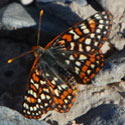 Variable Checkerspot © by Mike Plagens